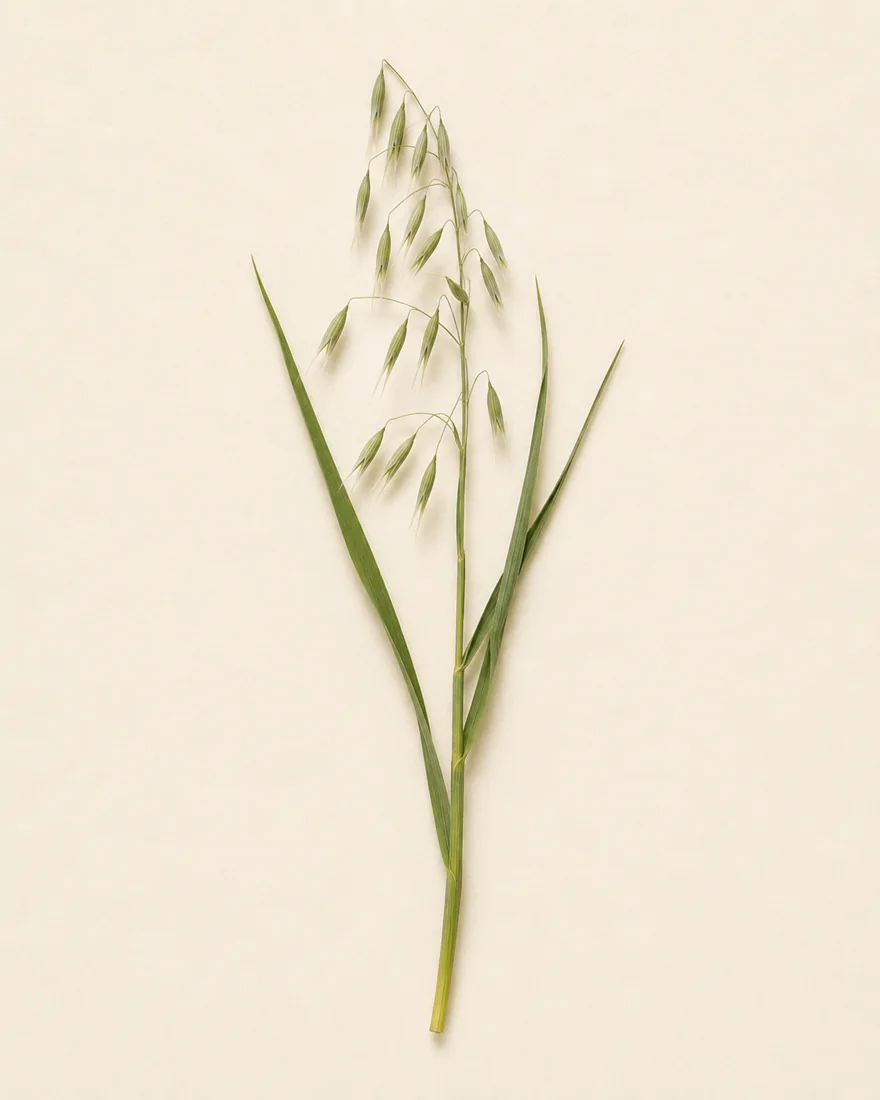 Hafer — Avena sativa