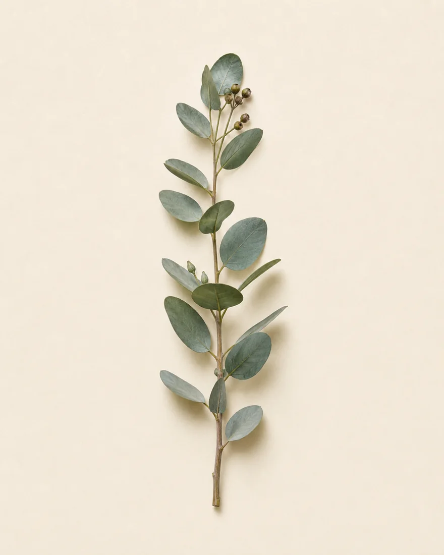 Eukalyptus — Eucalyptus globulus
