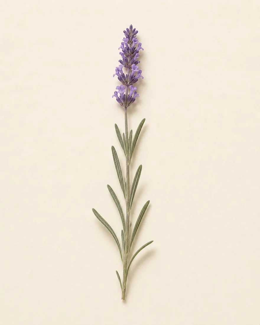 Lavendel — Lavandula angustifolia