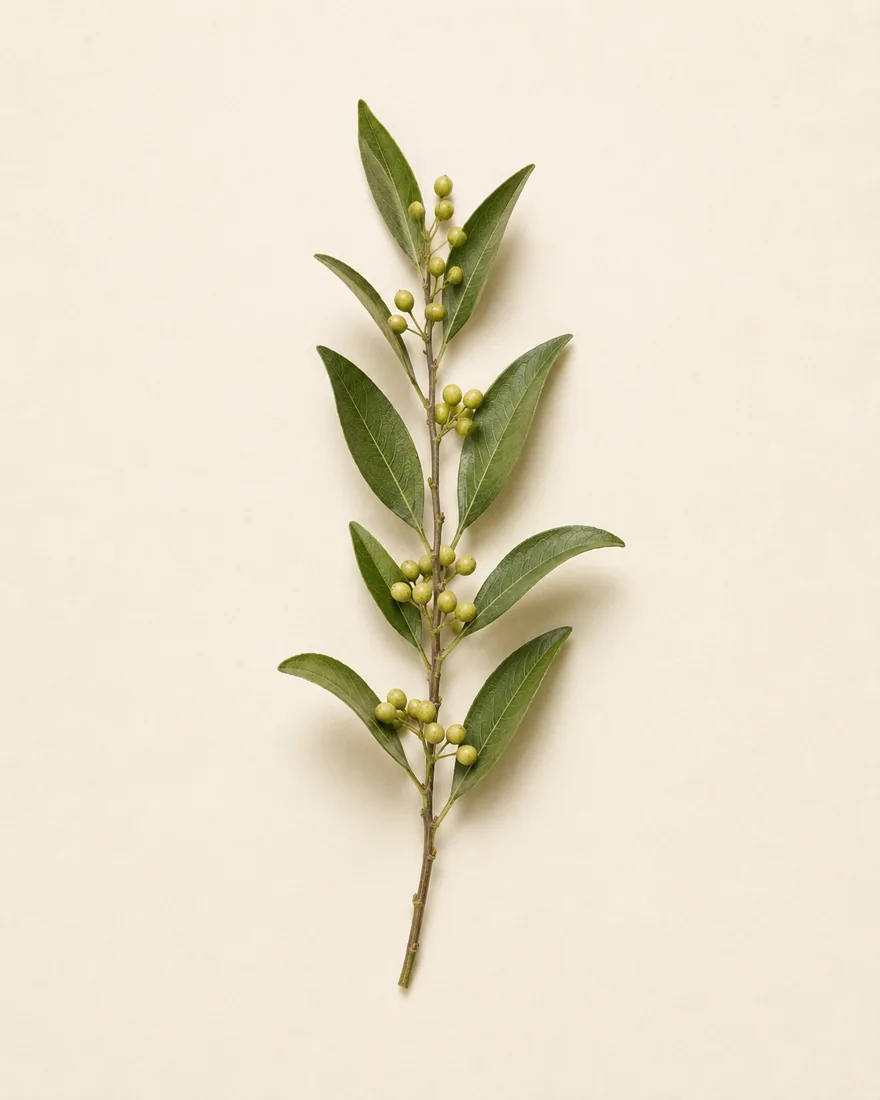 Litsea — Litsea cubeba