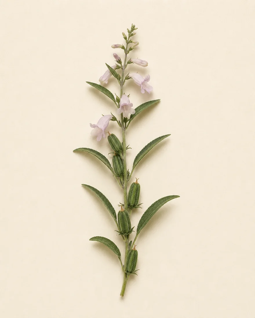 Sesam — Sesamum indicum