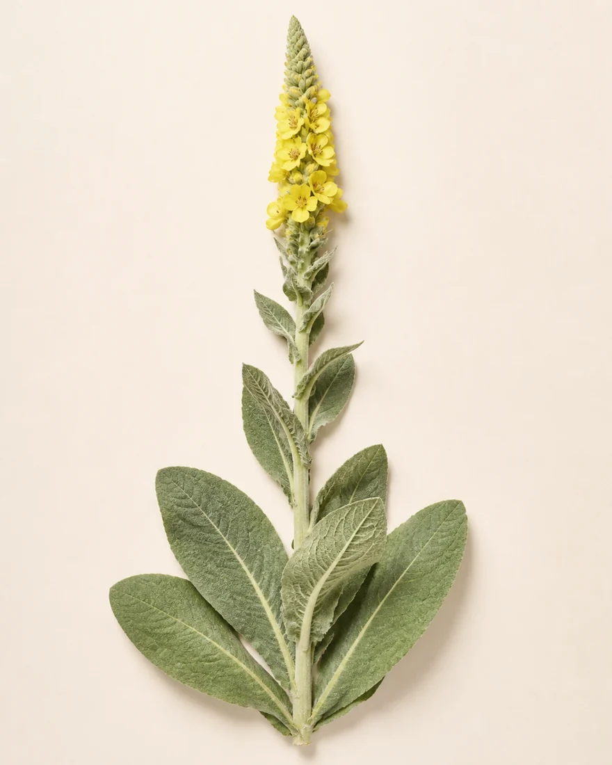 Verbasco — Verbascum thapsus