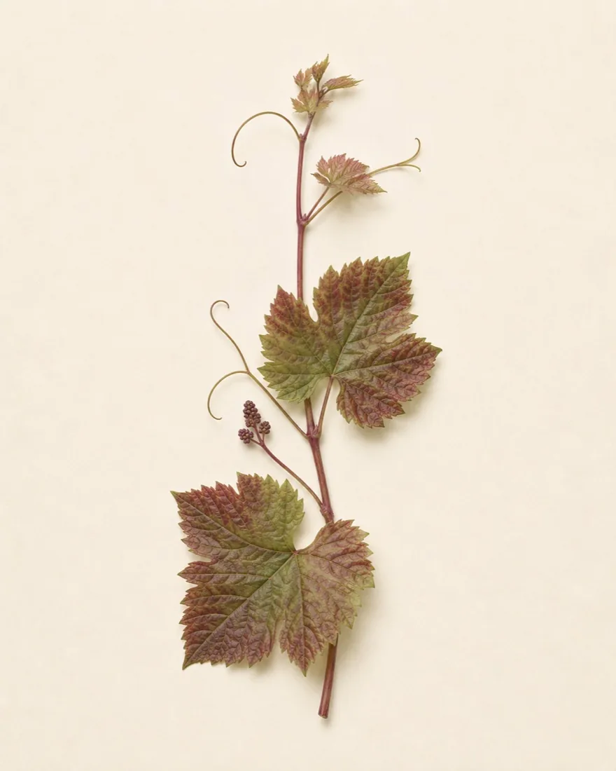 Rote Weinrebe — Vitis vinifera