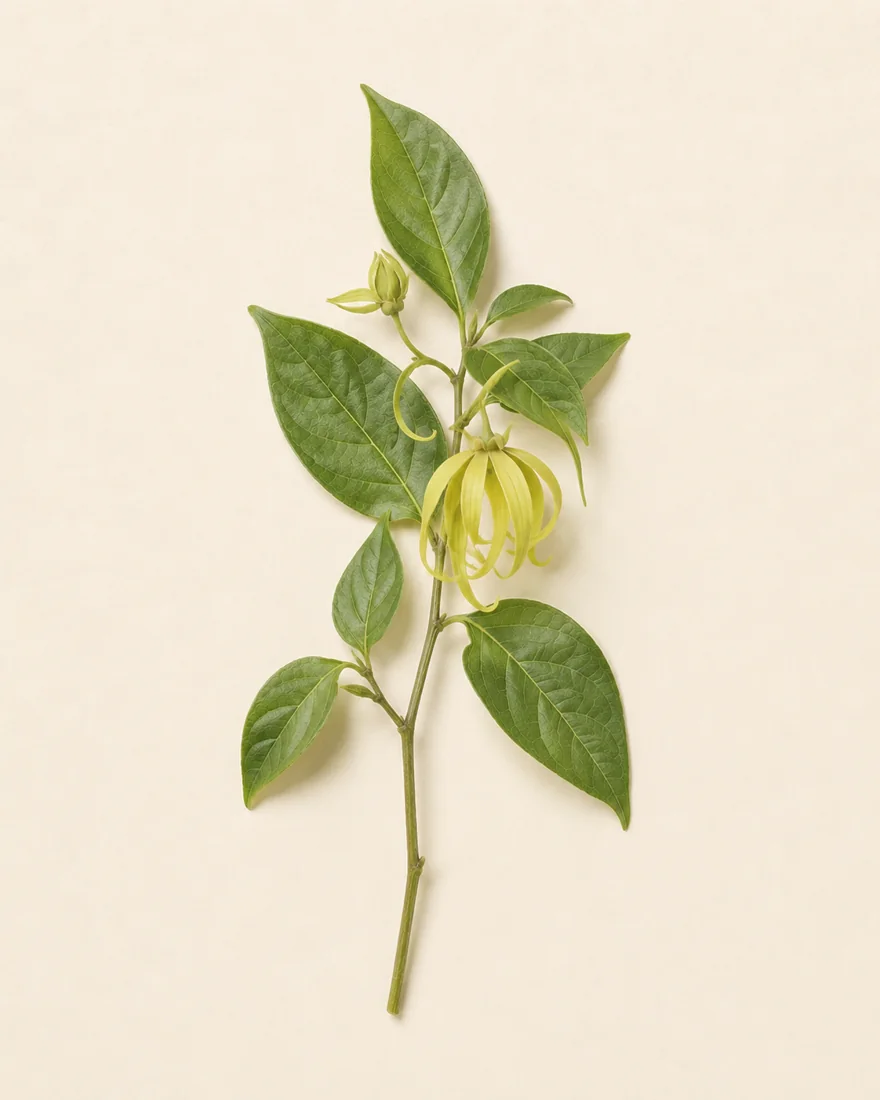 Ylang Ylang — Cananga odorata