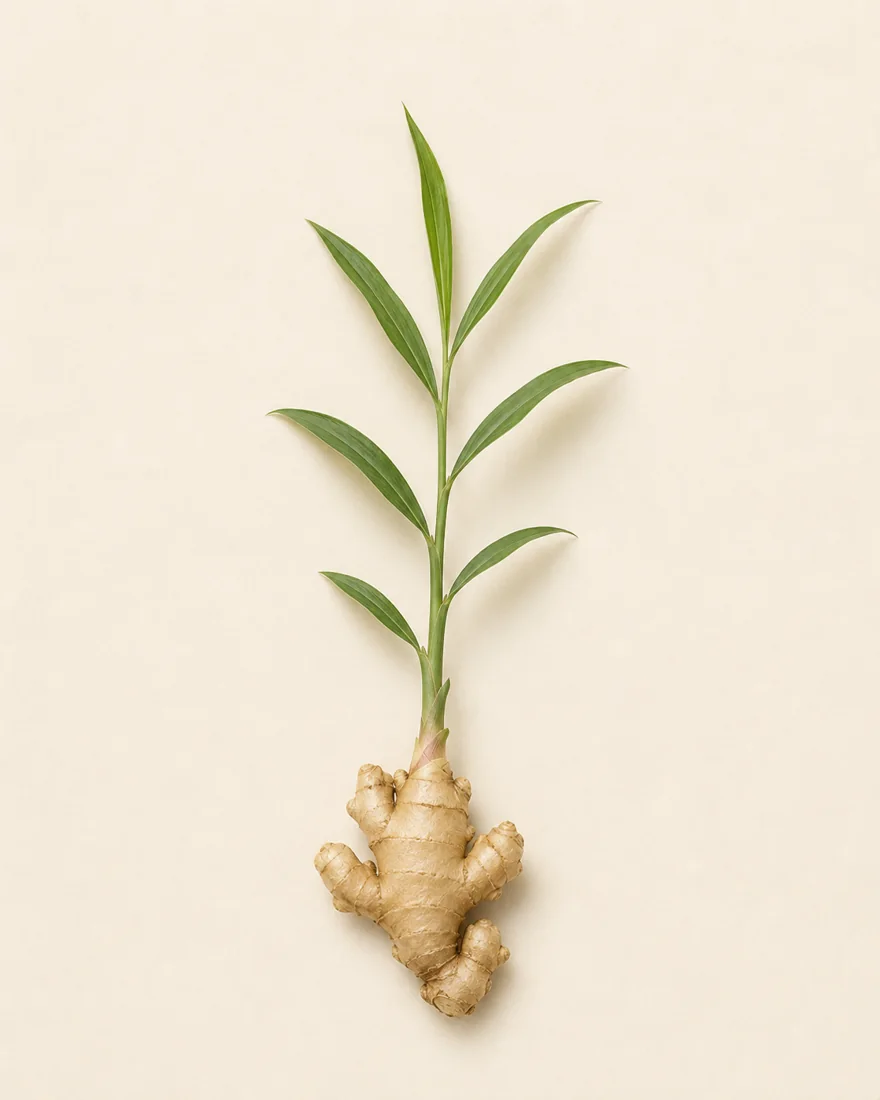 Ingwer — Zingiber officinale
