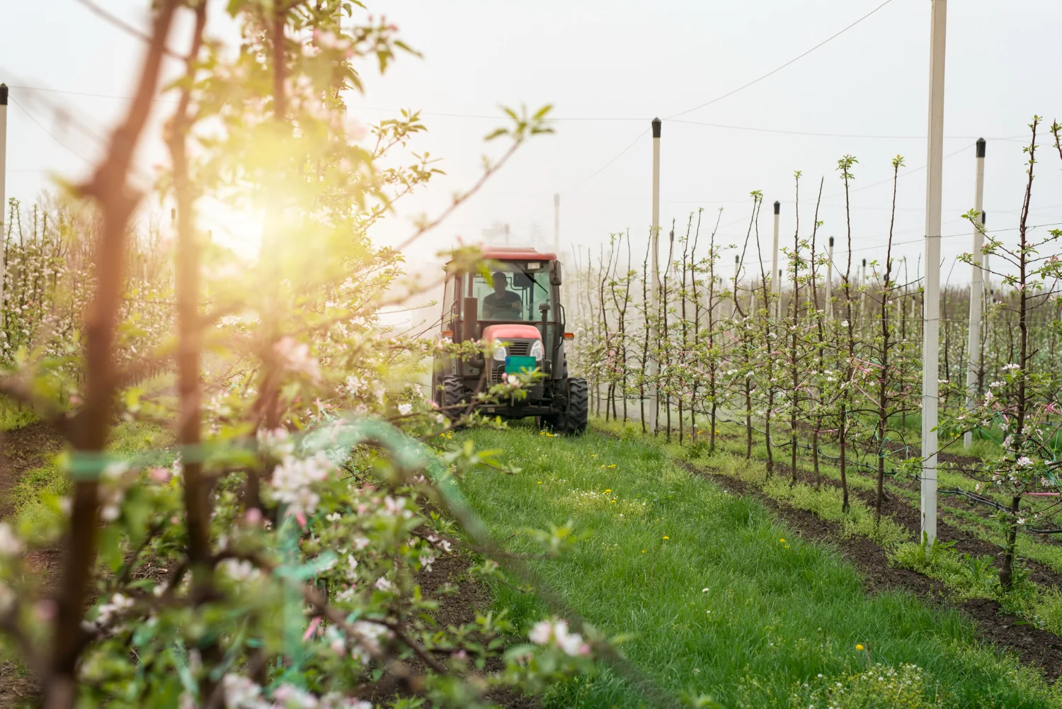 Campagna italiana — materie prime fresche