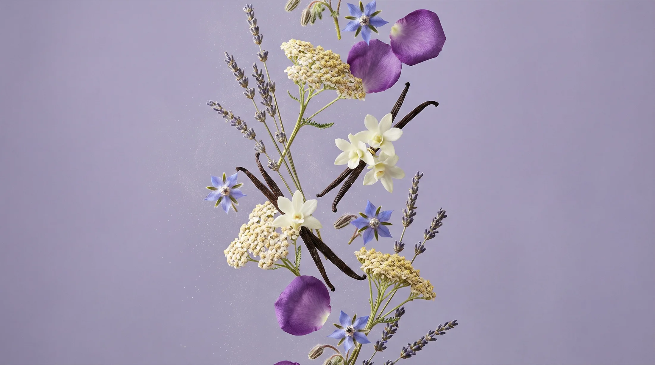 Botanische Komposition — Lavendel, Vanille, Schafgarbe