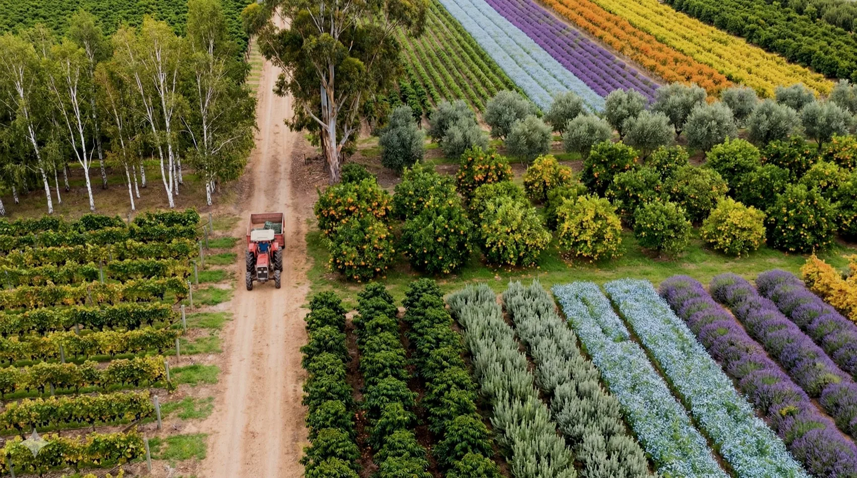 Botanical cultivations from above